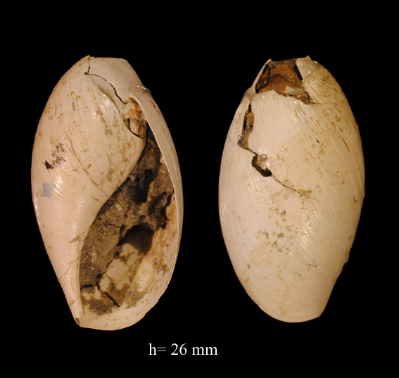 Paleoglandina (?) dal piacentino